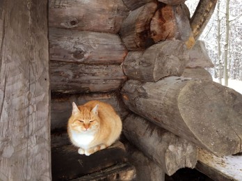 gato ruso en en invierno no teme al frío 