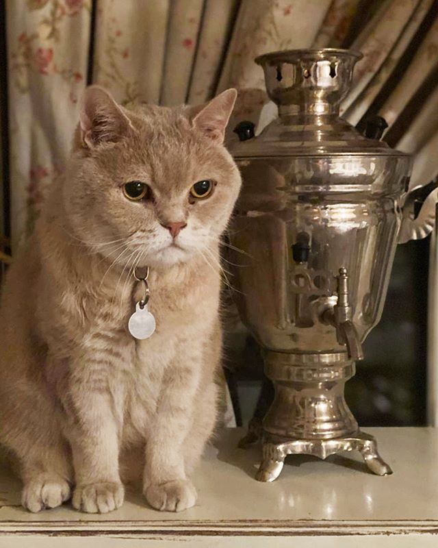 En el restaurante de Moscú Mari Vanna vive un gato como si fuera una casa tipica rusa
